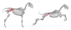 Iliopsoas Injury: A Common Undiagnosed Injury