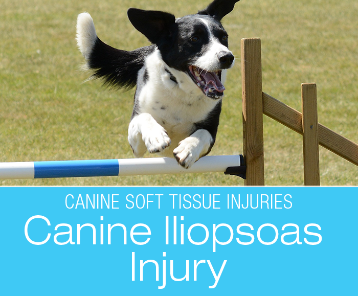 Canine Iliopsoas Injury: A Common Undiagnosed Injury in Dogs