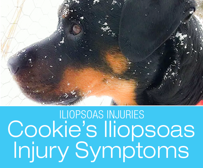Iliopsoas Injury Symptoms: What Did Cookie's Iliopsoas Injury Look Like