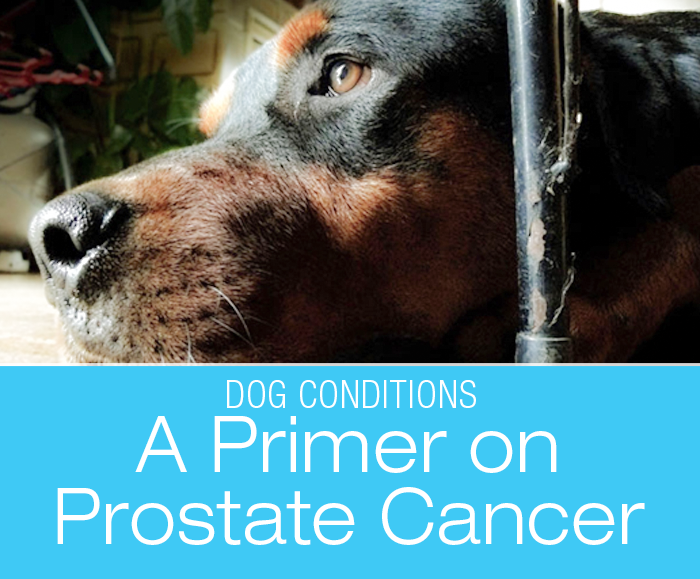 A Primer on Prostate Cancer