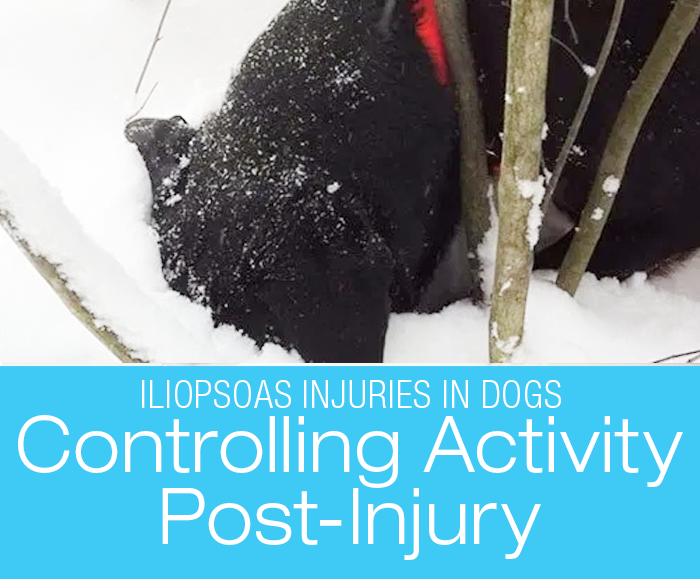 Controlling Activity Post-Injury: Cookie's Iliopsoas Injury—Battling the Zoomies