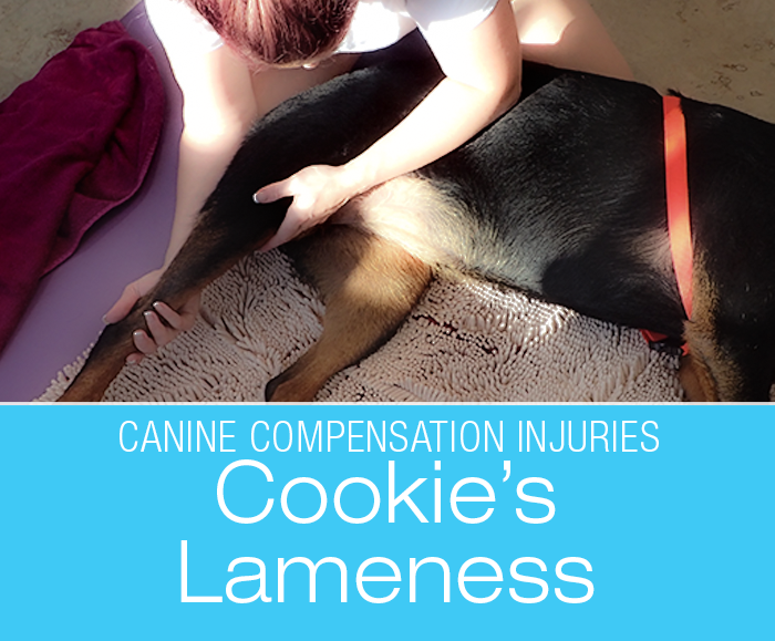 Canine Compensation Injuries: Cookie's Lameness—What Else Is Going On?