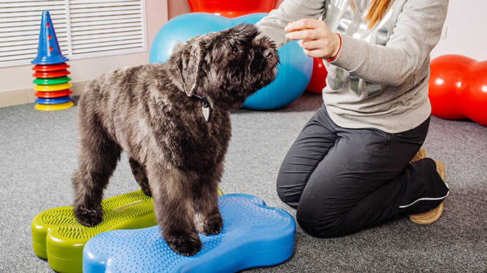 Physical Therapy for Full CCL Tears