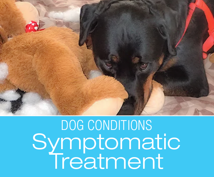 Symptomatic Treatment in Dogs: Would I Ever Treat a Symptom?