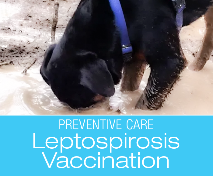 Canine Leptospirosis Vaccination Decisions: Traveling and the Return of the Vaccination Dilemma