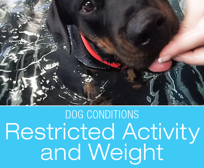 Restricted Activity and Weight Management: Cookie's Musculoskeletal Challenges