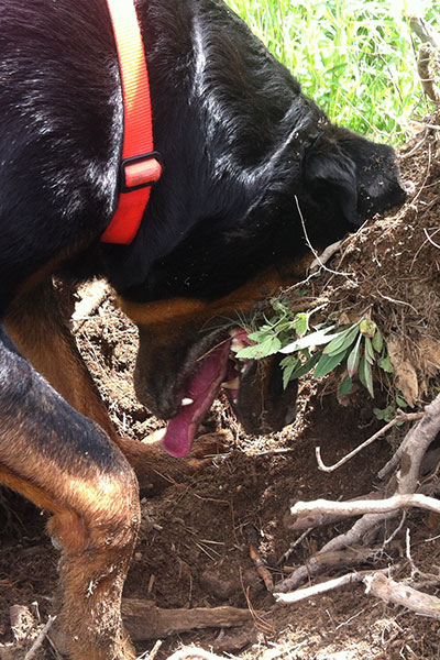 Cookie's PRP Treatment for Partial Cruciate Tear: Update Cookie's PRP Treatment for Partial Cruciate Tear: Update