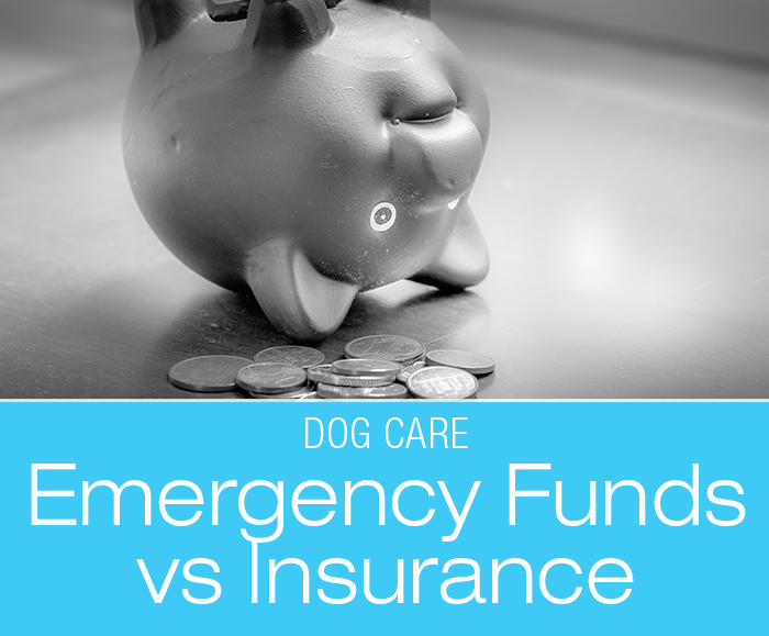 Dog Care Emergency Fund: My Take on Savings Accounts and Emergency Funds versus Pet Health Insurance