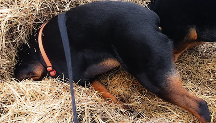 Another Note on Canine Lameness: It’s Like a Murder Mystery