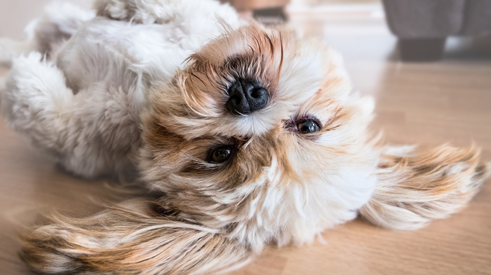 Vet Staff Dog-Handling Skills: Has Your Dog’s Physical Therapist Taken Dog Training Classes?