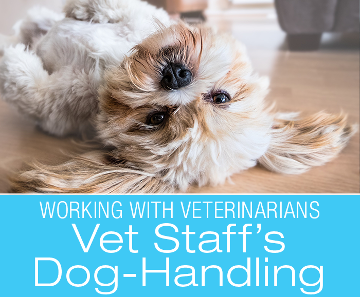 Vet Staff Dog-Handling Skills: Has Your Dog's Physical Therapist Taken Dog Training Classes?