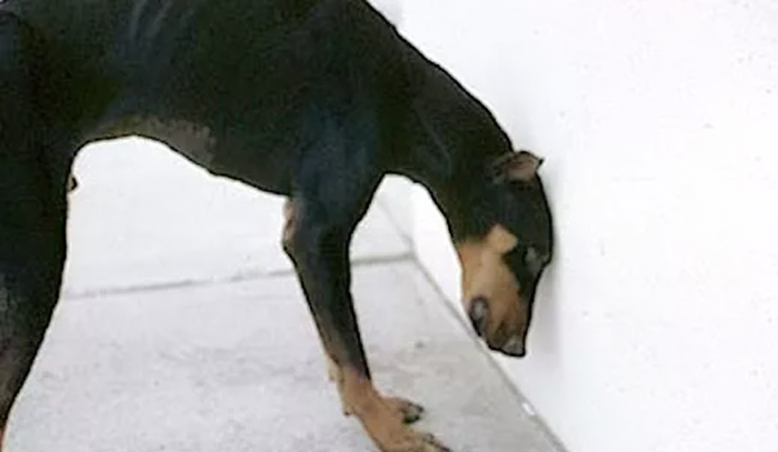 Head Pressing in Dogs: A New Trick or an Emergency?