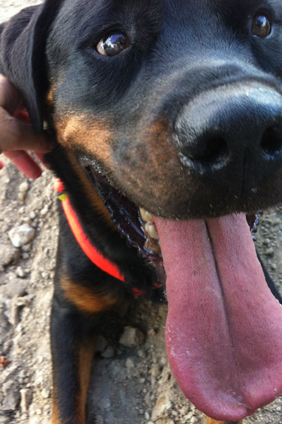 On Vets, Competence, Attention, Trust and Misdiagnoses: Cookie's Lumpectomy - The Unpublished Bit