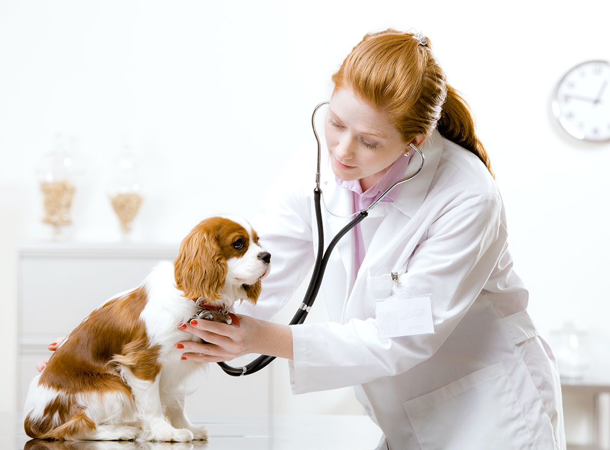 Veterinary Visit Checklist: Before the Visit
