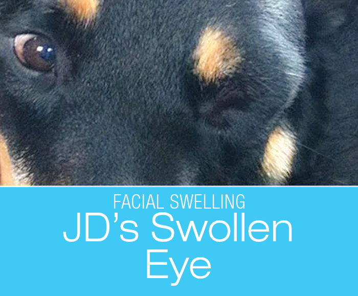 Swollen Eye in a Dog: Bugs. I Hate Bugs. But They Seem To Have Nothing to Do with JD's Puffy Eye