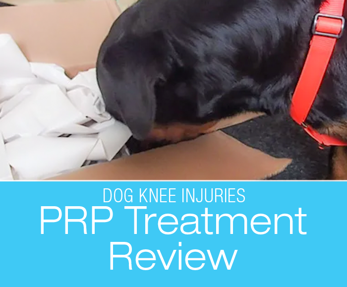 PRP for CCL Injuries: Cookie's PRP Treatment for Partial Cruciate (CCL/ACL) Tear Update and Considering the Future