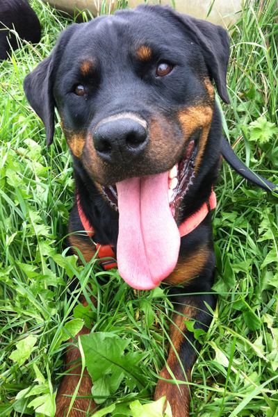 Cookie's PRP Treatment for Partial Cruciate (CCL/ACL) Tear and Leg Circumference Cookie's PRP Treatment for Partial Cruciate (CCL/ACL) Tear and Leg Circumference