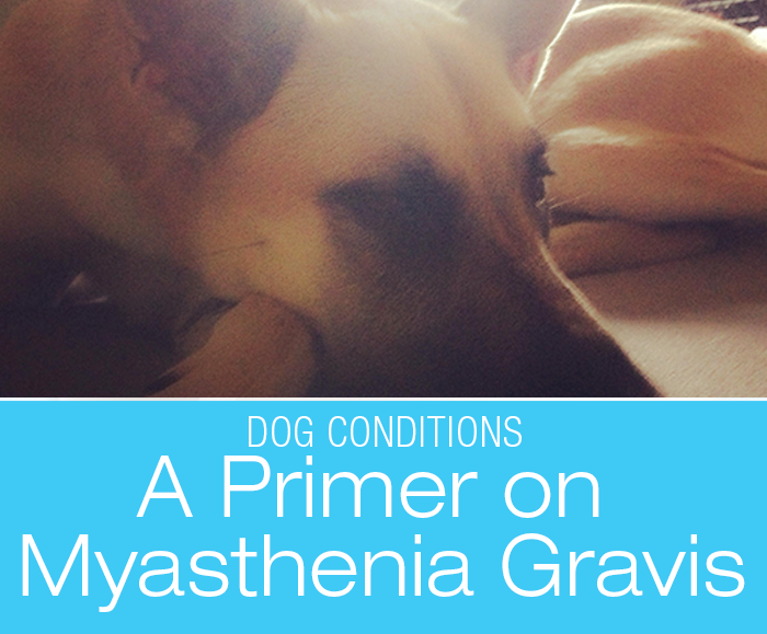A Primer on Myasthenia Gravis in Dogs