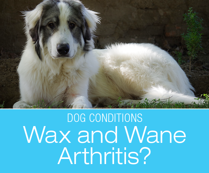 Dog Arthritis Acting Up? If You Catch Yourself Using These Words, Consider an Abdominal Ultrasound
