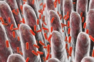 New Way to Diagnose Canine Inflammatory Bowel Disease (IBD)?