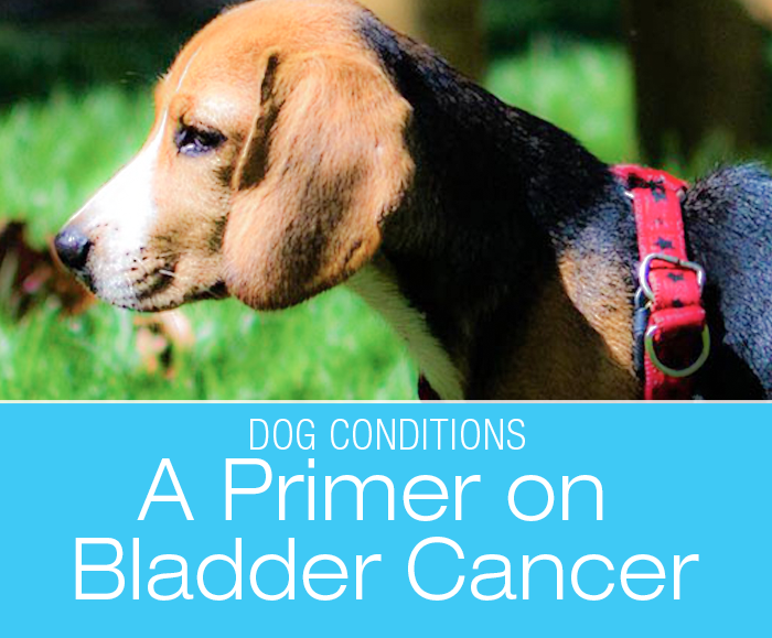 A Primer on Canine Bladder Cancer