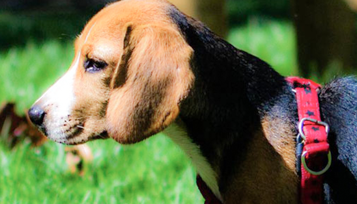A Primer on Canine Bladder Cancer