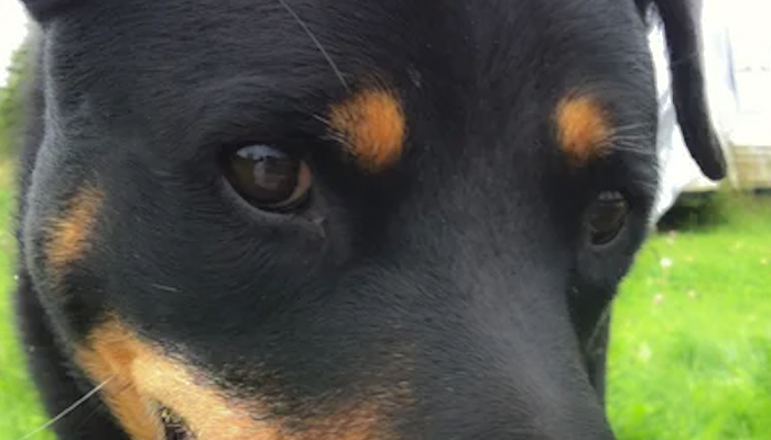 Dog Care Decisions: Would Taking JD to a Vet Immediately have made a difference?