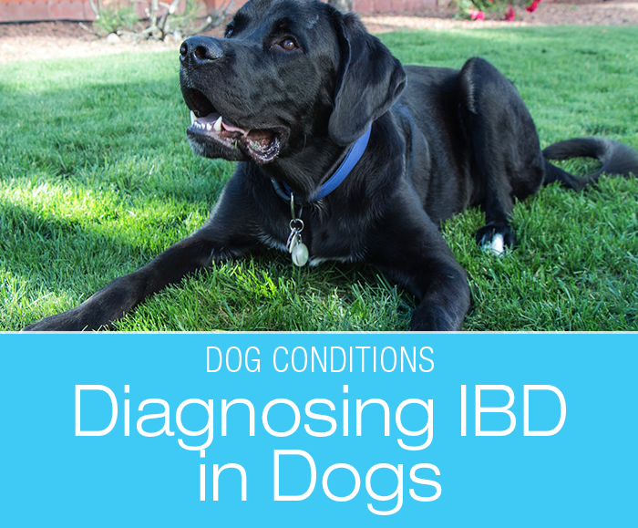 Diagnosing IBD in Dogs: New Way to Diagnose Canine Inflammatory Bowel Disease (IBD)?