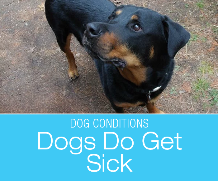 Dogs Do Get Sick: You Can Do Everything Right and Have Things Go Wrong Anyway