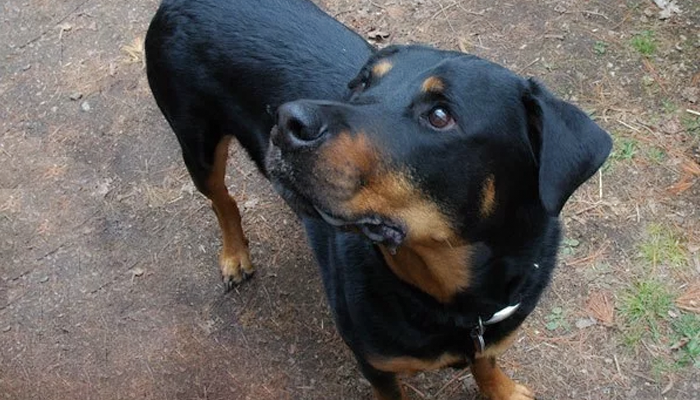 Dogs Do Get Sick: You Can Do Everything Right and Have Things Go Wrong Anyway