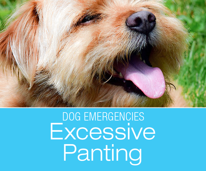 Is Panting an Emergency?
