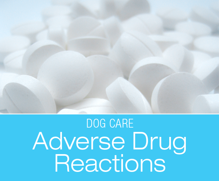 Adverse Drug Reactions in Dogs: Our Dogs' History of Adverse Reactions to Medications