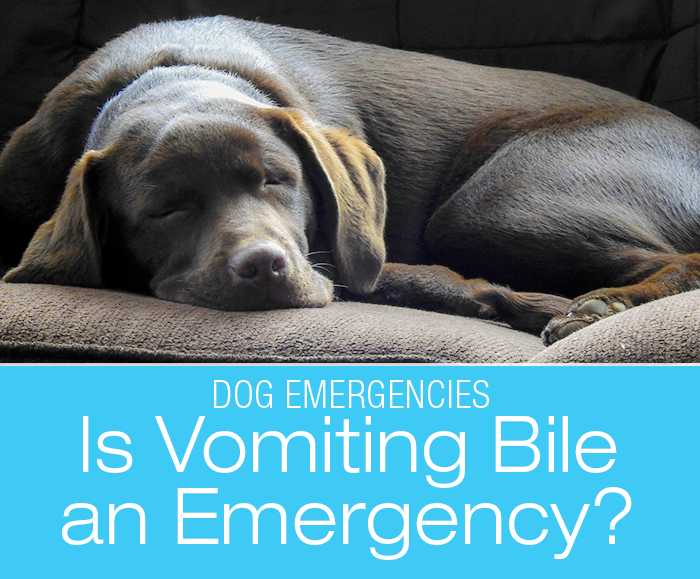 Is Vomiting Bile in the Morning an Emergency?