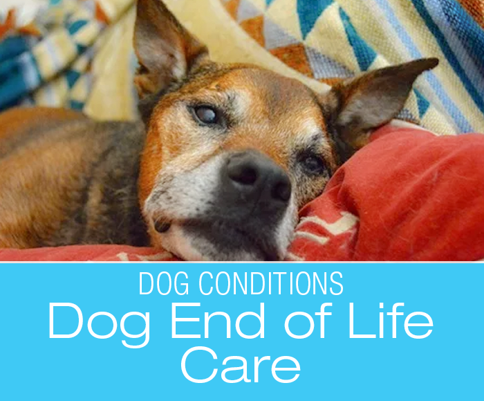 End of Life Dog Care: My Love…The Last Chapter
