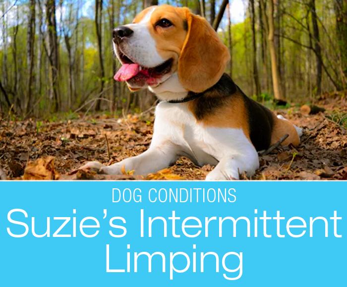 Intermittent Limping in a Dog: Could the Simplest Answer Be the Correct One? Suzie's Limp