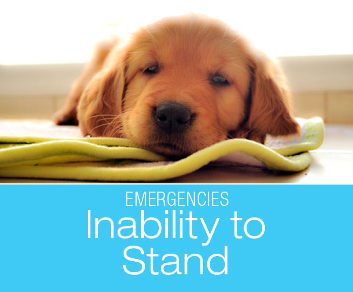 Is Inability to Stand an Emergency? Sudden Inability to Stand