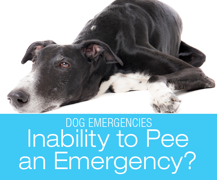Is Inability to Urinate an Emergency?