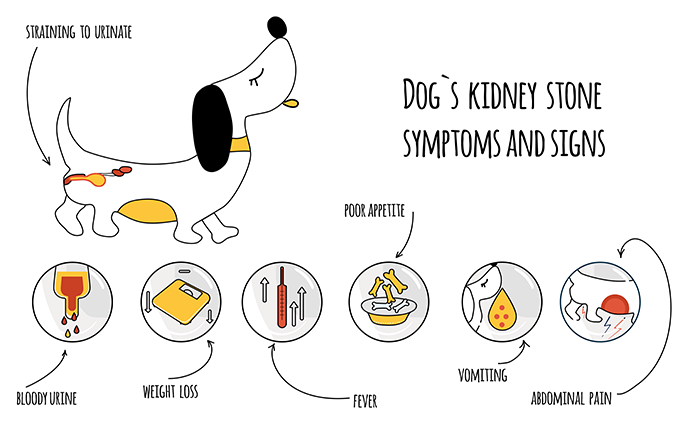 Is Inability to Urinate an Emergency? Kidney stones signs and symptoms