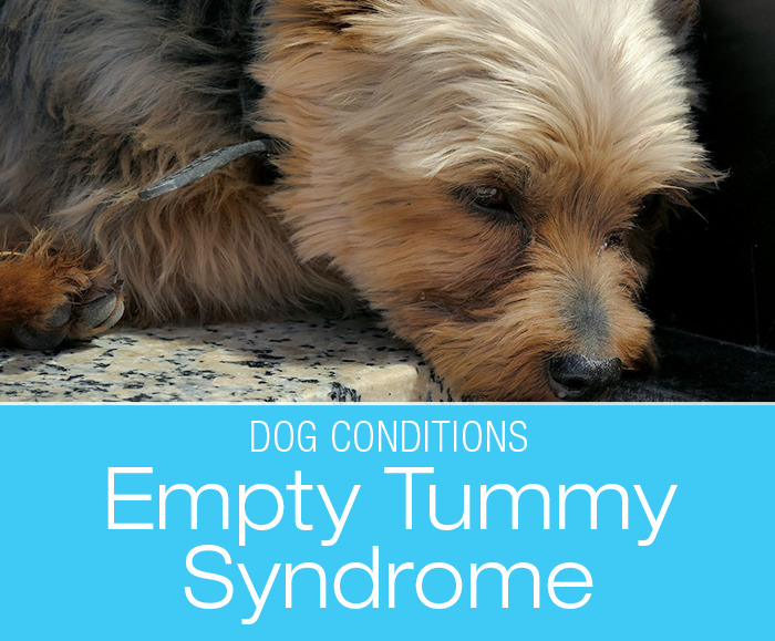 Morning Stomach Upset in Dogs: What Do We Use for the Occasional Bilious Vomiting Syndrome?