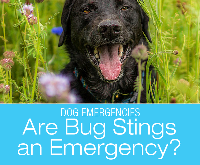 Are Bug Stings an Emergency?