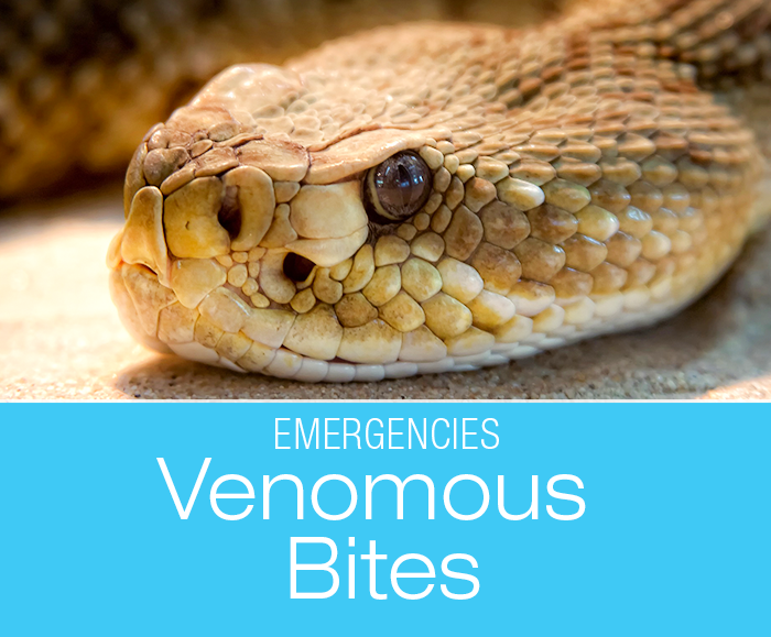 Are Venomous Bites an Emergency?