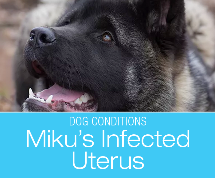 Infected Uterus in Dogs: Congratulations, It's a Pyometra—Miku's Story