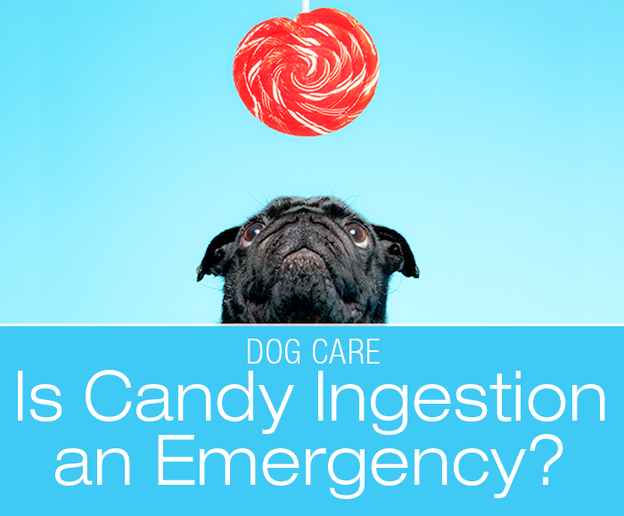 Is Ingestion of Candy an Emergency? My dog ate a candy, is he going to die?