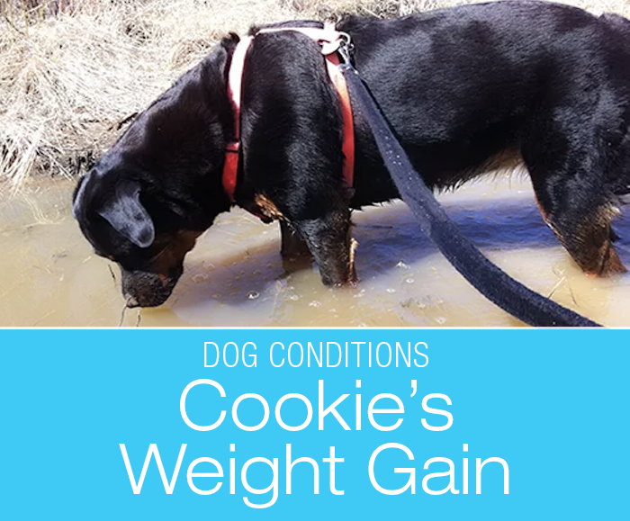 Unexplained Weight Gain In Dogs: Is Your Dog Struggling with Weight in spite of Diet and Exercise? Cookie Is Hypothyroid