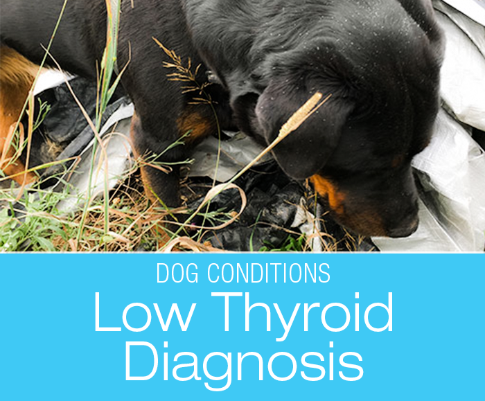 Canine Hypothyroidism Diagnosis: Cookie is Hypothyroid