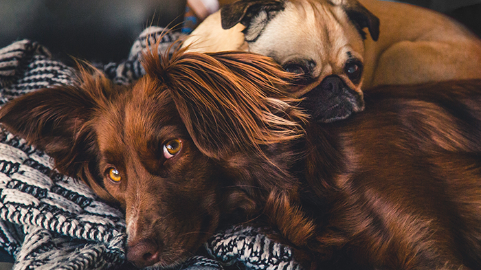 Dog Socialization and Longevity: How Important is Socializing Your Dog to Their Health?