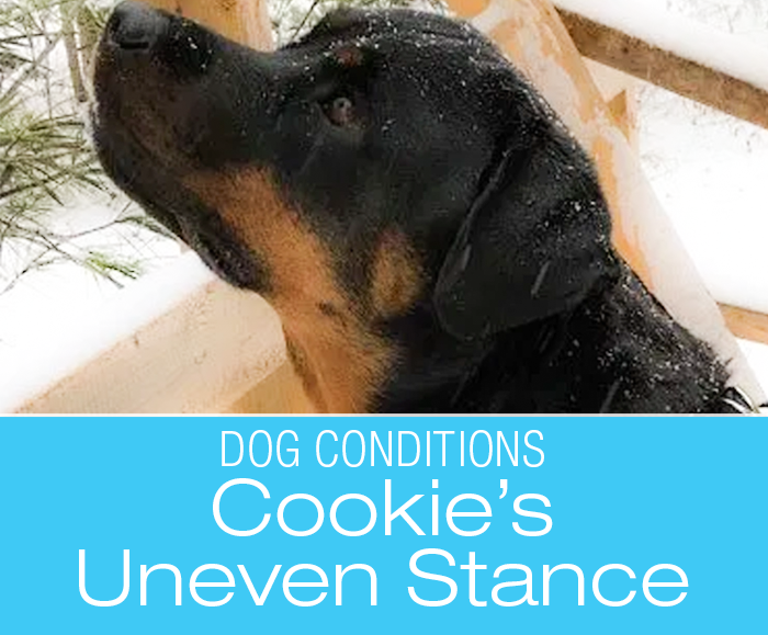 Uneven Stance in a Dog: You Don't Always Have to See a Limp—Cookie's Physio Update