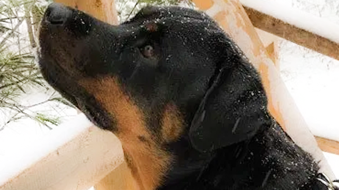 Uneven Stance in a Dog: You Don’t Always Have to See a Limp—Cookie’s Physio Update