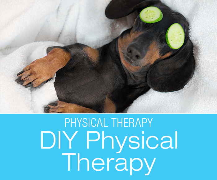 DIY Physical Therapy for Dogs: What Can You Do at Home?