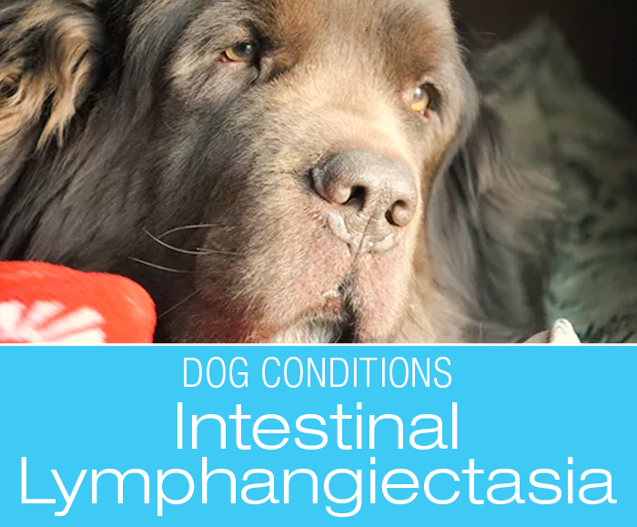 Intestinal Lymphangiectasia in Dogs: What the Heck is Intestinal Lymphangiectasia—Leroy's Story
